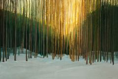 Aspen Lights II • Acrylic on Wood Panel • 24 x 36