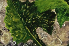 Prickly Wild Lettuce (1 of 4) • Acrylic on paper • 8.25 x 13.75