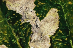 Prickly Wild Lettuce (2 of 4) • Acrylic on paper • 8.25 x 13.75