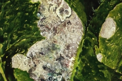 Prickly Wild Lettuce (3 of 4) • Acrylic on paper • 8.25 x 13.75