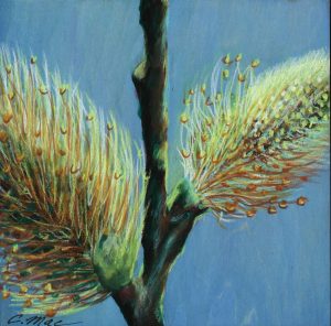 Goat Willow (1 of 3) • 7.5x7.5 • Mounted on Wood